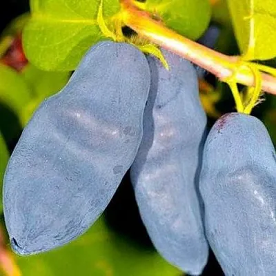 Жимолость съедобная ДЛИННОПЛОДНАЯ  Жимолость съедобная ДЛИННОПЛОДНАЯ в Твери