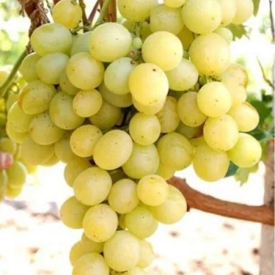 Виноград ТАЛИСМАН в Твери