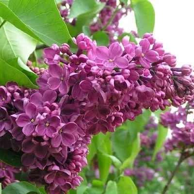 Сирень ДЕНЬ ПОБЕДЫ  Сирень ДЕНЬ ПОБЕДЫ в Твери