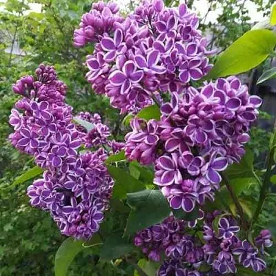 Сирень СЕНСАЦИЯ  Сирень СЕНСАЦИЯ в Твери