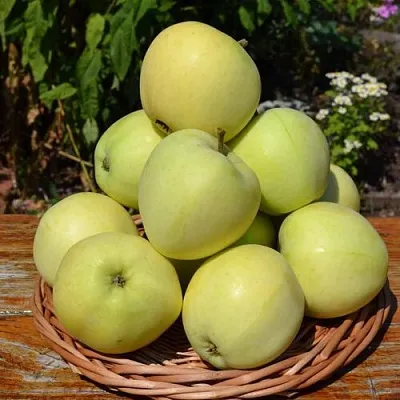 Яблоня ПАПИРОВКА  Яблоня ПАПИРОВКА в Твери