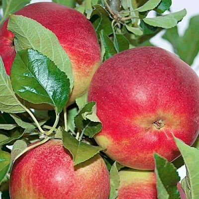 Яблоня СЕНАТОР колонновидная  Яблоня СЕНАТОР колонновидная в Твери