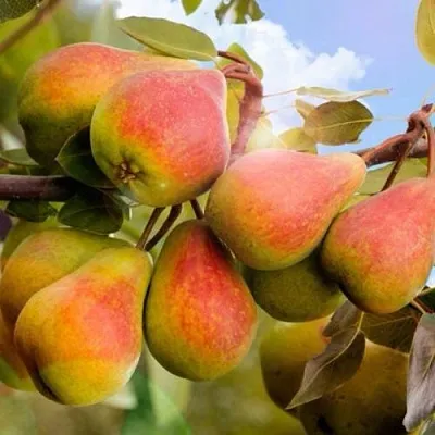 Груша ЗАБАВА в Твери