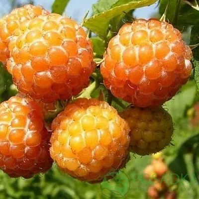 Малина КУМБЕРЛЕНД желтая в Твери