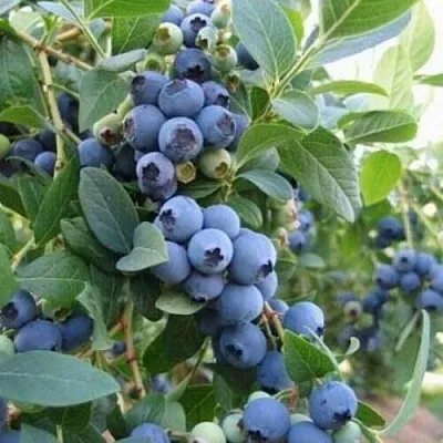 Голубика ЭЛЛИОТ в Твери