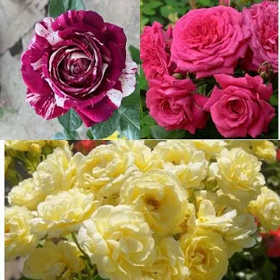 Комплект РОЗОВЫЙ АКЦЕНТ в Твери