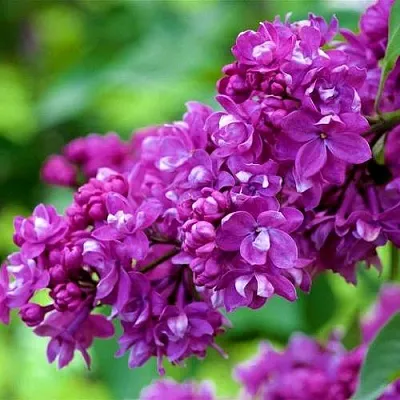 Сирень ОГНИ ДОНБАССА  Сирень ОГНИ ДОНБАССА в Твери