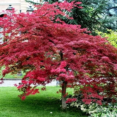 Клен пальмолистный в Твери