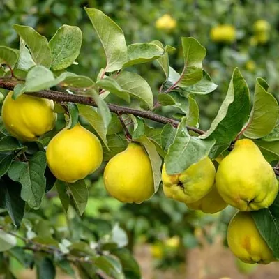 Айва ТРИУМФ в Твери