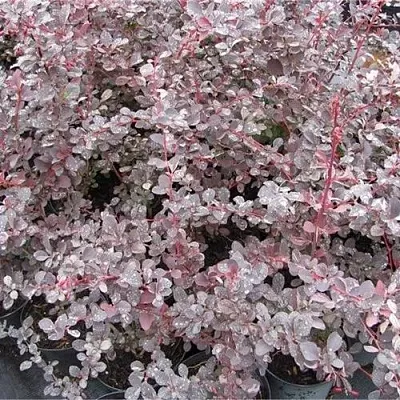 Барбарис СИЛЬВЕР МИЛЕС оттавский   Барбарис СИЛЬВЕР МИЛЕС оттавский  в Твери