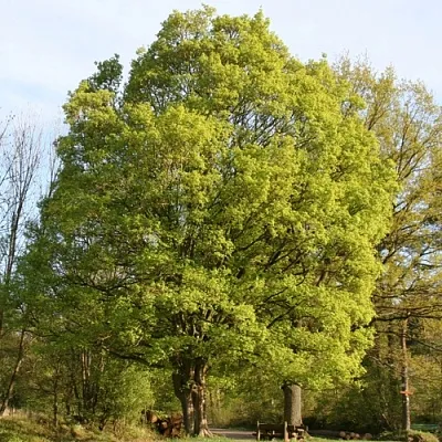 Клен полевой в Твери
