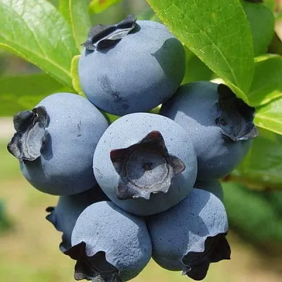 Сладкие сорта  в Твери