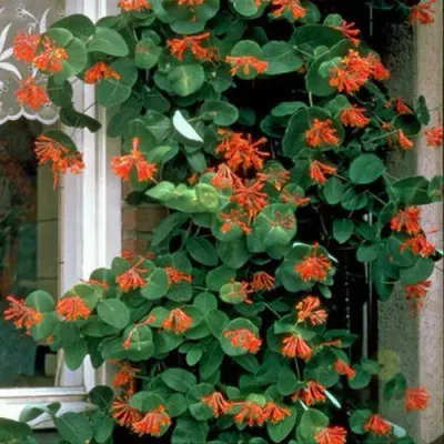 Жимолость ДРОМПОР СКАРЛЕТТ брауна в Твери