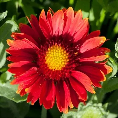 Гайлардия АРИЗОНА РЕД ШЕЙДС в Твери