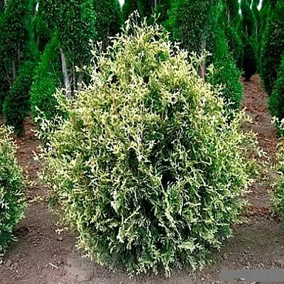 Туя ГОЛД ПЕРЛ западная в Твери