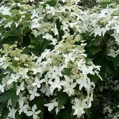 Гортензия МЭДЖИКАЛ СТАРЛАЙТ метельчатая  Гортензия МЭДЖИКАЛ СТАРЛАЙТ метельчатая в Твери