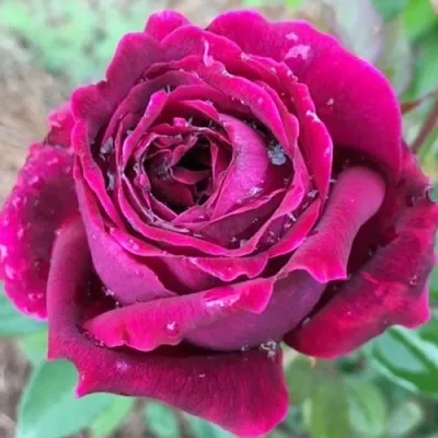 Саженцы роз РОЯЛ ПАЛАС японская в Твери