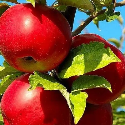 Зимние сорта Зимние сорта в Твери