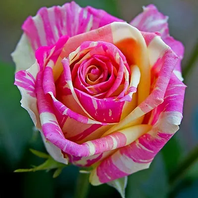 Саженцы роз ФИЕСТА чайно-гибридная в Твери