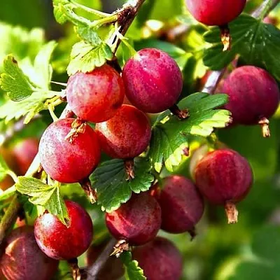 Крыжовник САДКО  Крыжовник САДКО в Твери