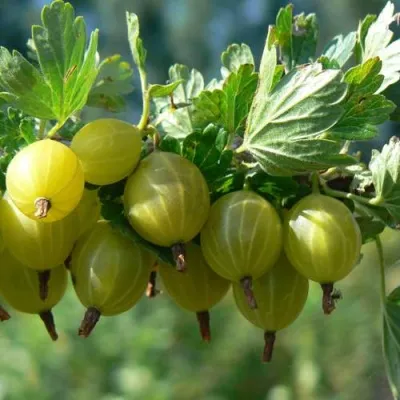 Крыжовник ЮБИЛЕЙНЫЙ в Твери