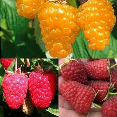 Комплект ЗОЛОТАЯ МАЛИНА в Твери