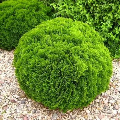 Туя ДАНИКА западная  Туя ДАНИКА западная в Твери