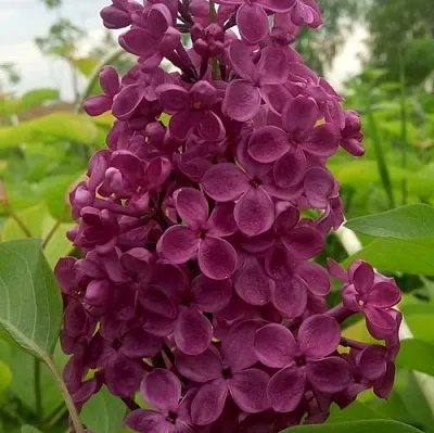 Сирень ИНДИЯ  Сирень ИНДИЯ в Твери