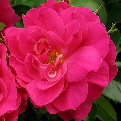 Саженцы роз ДЖОРДЖ ВАНКУВЕР флорибунда в Твери