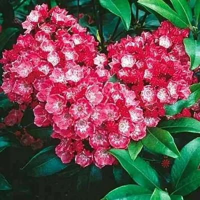 Кальмия КАРДИНАЛ  Кальмия КАРДИНАЛ в Твери