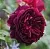 Саженцы роз МАНСТЕД ВУД английская в Твери