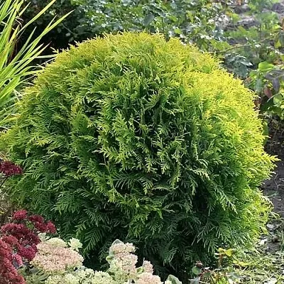 Туя ЕЛЛОУ ГЛОБ западная  Туя ЕЛЛОУ ГЛОБ западная в Твери