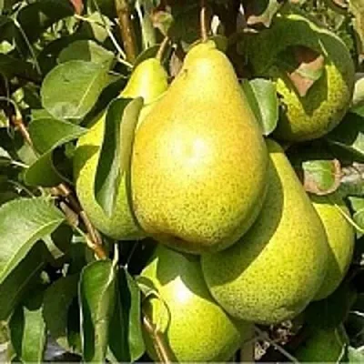 Груша ПАТЕН (ГЛУБОКСКАЯ) в Твери