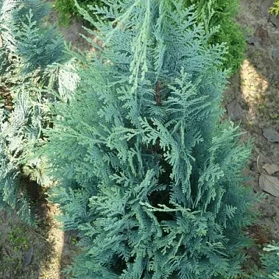 Кипарисовик КОЛУМНАРИС лавсона  Кипарисовик КОЛУМНАРИС лавсона в Твери