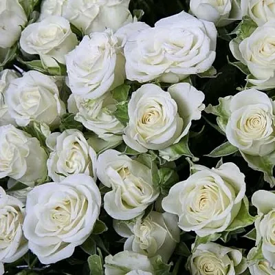 Саженцы роз СНОУФЛЕЙК спрей в Твери