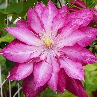 Клематис КАЕН в Твери