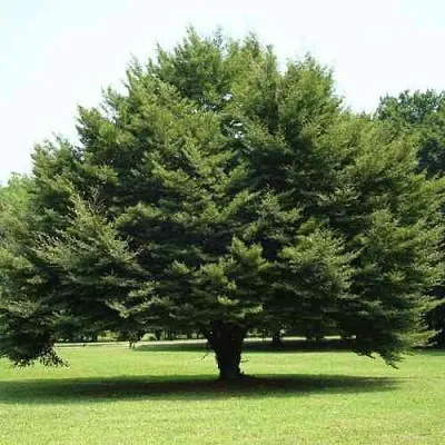 Бук обыкновенный в Твери