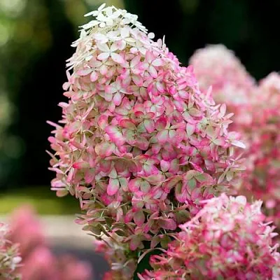 Гортензия РОЯЛ ФЛОВЕР метельчатая в Твери