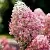 Гортензия РОЯЛ ФЛОВЕР метельчатая в Твери