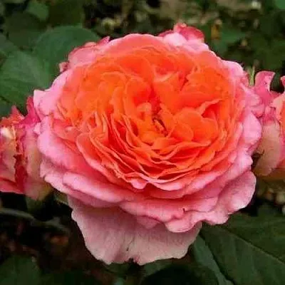 Саженцы роз НОТР ДАМ ДЮ РОЗЕР шраб  Саженцы роз НОТР ДАМ ДЮ РОЗЕР шраб в Твери