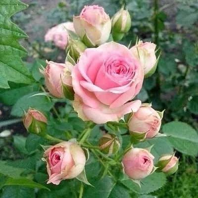 Саженцы роз МИМИ ЭДЕН спрей в Твери