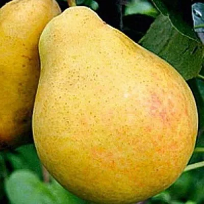 Груша САХАРНАЯ в Твери