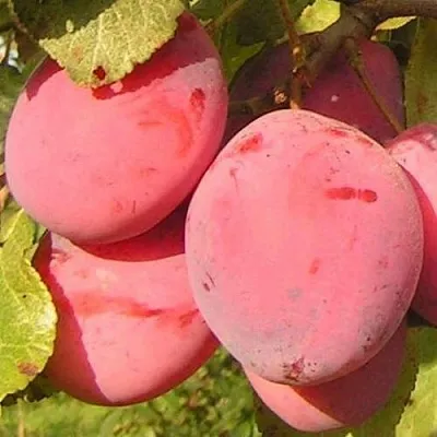 Слива ФАВОРИТЕ ДЕ СУЛТАНО в Твери