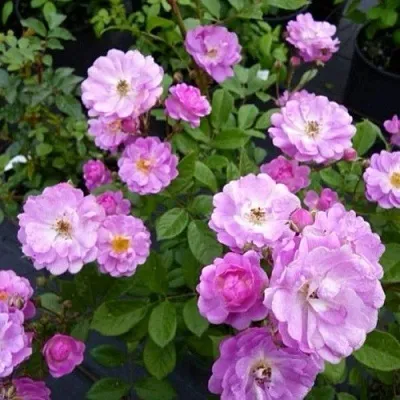 Саженцы роз РАЙМОНД ПРИВАТ полиантовая в Твери