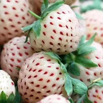 Клубника АНАНАСА ремонтантная в Твери