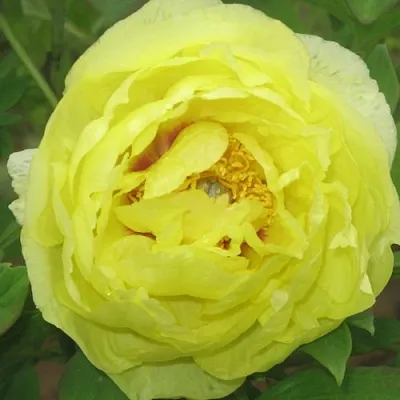 Пион ЗОЛОТО ПОДНЕБЕСНОЙ древовидный  Пион ЗОЛОТО ПОДНЕБЕСНОЙ древовидный в Твери