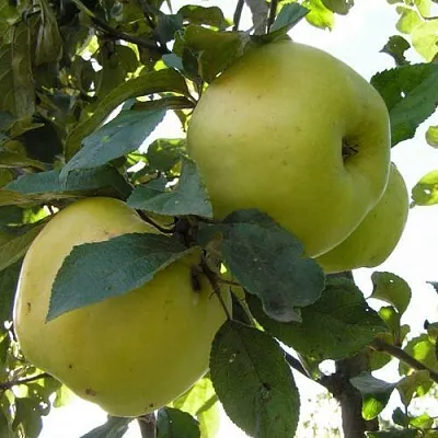 Яблоня АНТОНОВКА ОБЫКНОВЕННАЯ  Яблоня Антоновка Обыкновенная в Твери