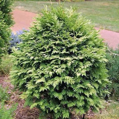 Туя ВАРЕАНА ЛЮТЕСЦЕНС западная в Твери