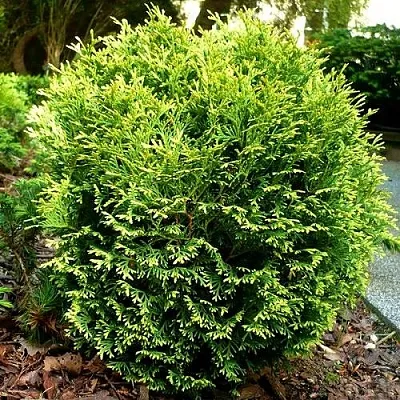 Туя ВОТЕРФИЛД западная в Твери