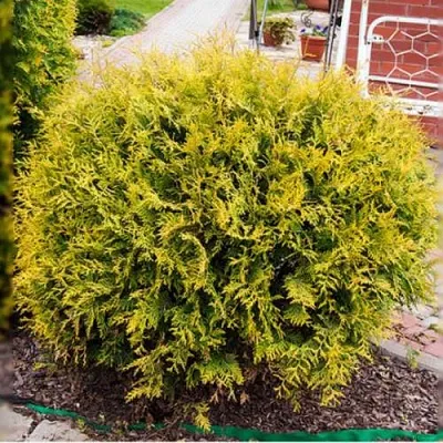 Туя КОЛЛЕРС ГОЛД складчатая  Туя КОЛЛЕРС ГОЛД складчатая в Твери